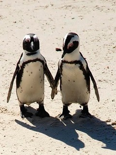 企鹅夫妇在南非