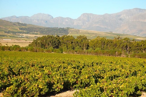 南非的庄园葡萄园