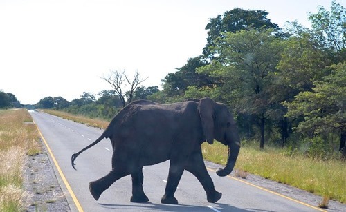 博茨瓦纳的大象正在过马路