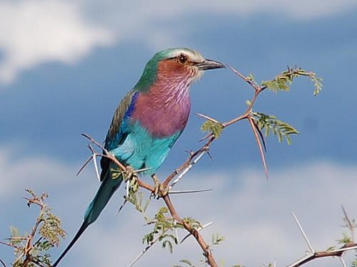 淡紫色乳房的卷腹鸟，博茨瓦纳的国鸟