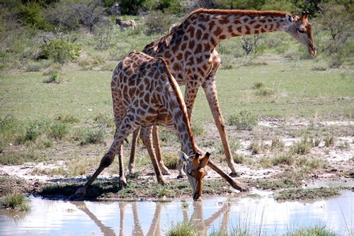 在纳米比亚的一次狩猎中，在水坑里看到的长颈鹿