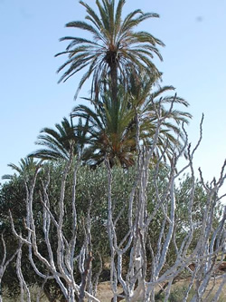 突尼斯杰尔巴的一棵棕榈树