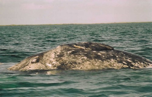 婴儿在墨西哥圣伊格纳西奥附近的母鲸上睡着了