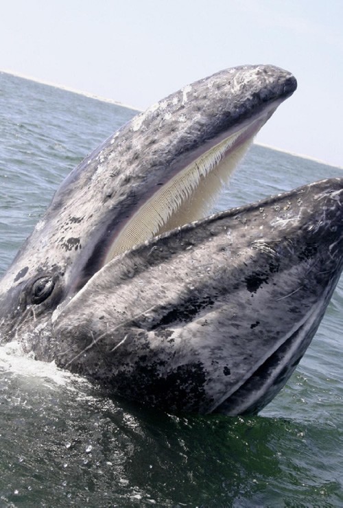 墨西哥圣伊格纳西奥附近的太平洋灰鲸笑