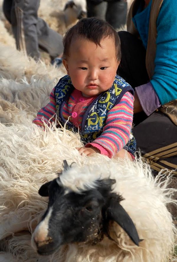 蒙古女孩抚摸一只羊