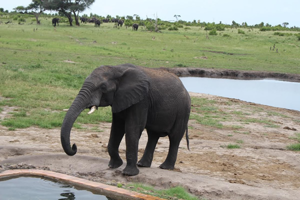 大象从津巴布韦Hwange国家公园营地的游泳池里摇晃