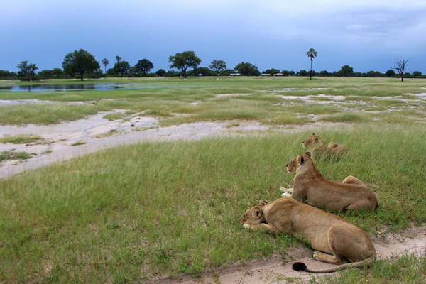 津巴布韦Hwange国家公园Linkwasha特许经营权的狮子