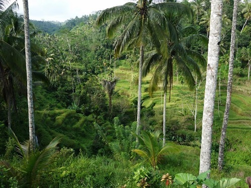 巴厘岛的森林和稻田
