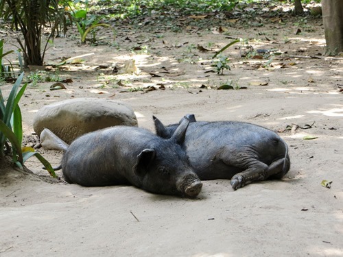 玻利维亚猪正在睡觉