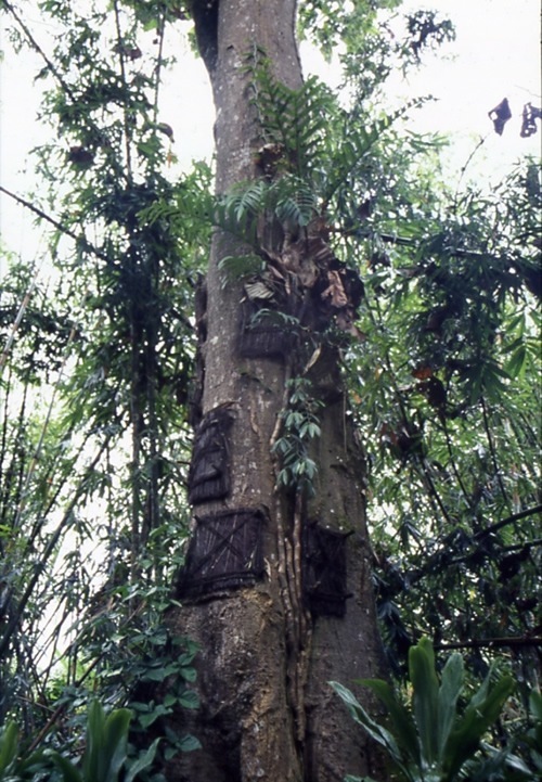 印度尼西亚塔娜·托拉哈的婴儿墓树