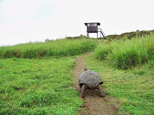 厄瓜多尔加拉帕戈斯的巨型乌龟