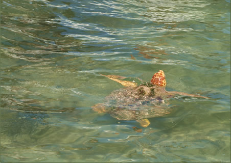 西安卡安的濒危海龟物种