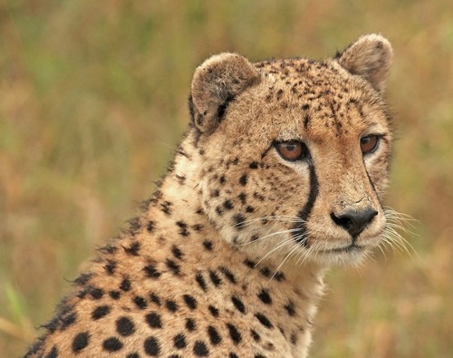 猎豹和野生动物保护