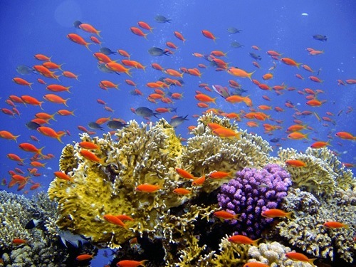 全球珊瑚礁