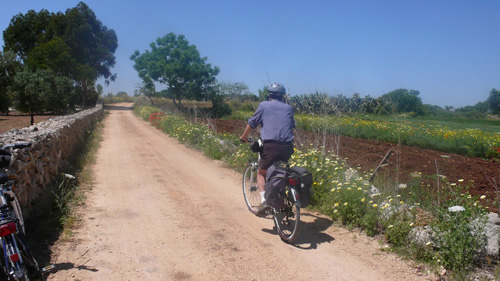 在普利亚橄榄树林的道路上骑自行车。