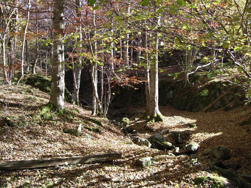 里奥哈的魔法森林，靠近神圣洞穴