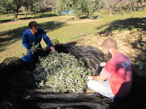 农活:在西班牙收割橄榄