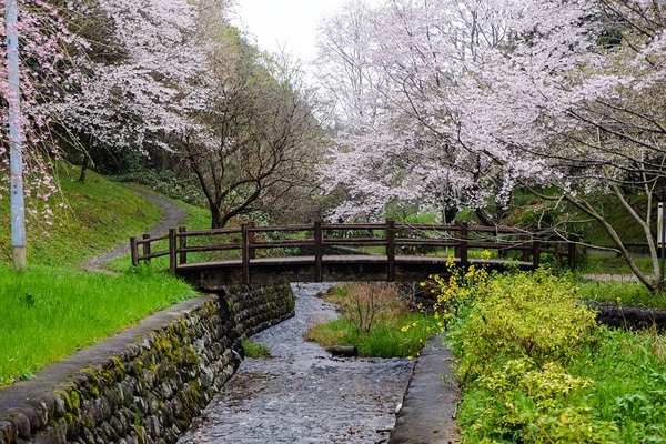 春天到了，日本的一座桥