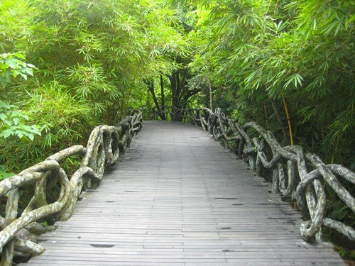 中国雨林