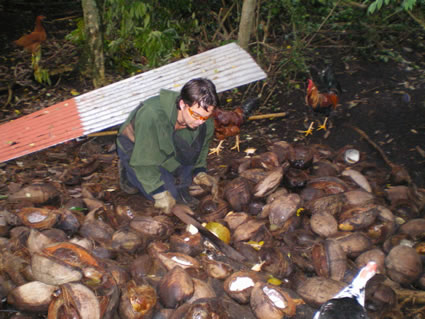 在国外切碎椰子