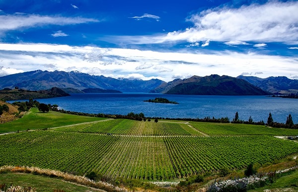 你可以在新西兰收获葡萄