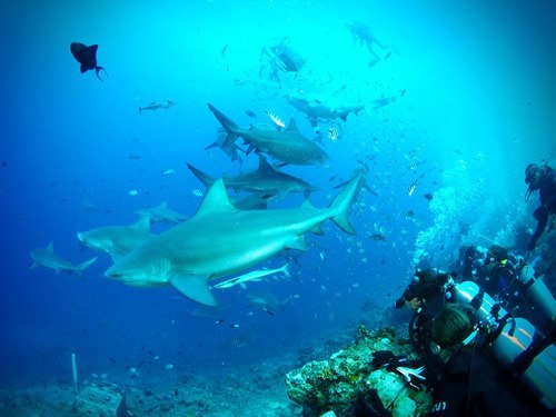 志愿者帮助鲨鱼在斐济