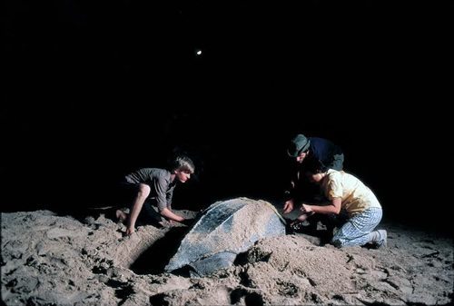 志愿者帮助搁浅与地球监察棱皮海龟