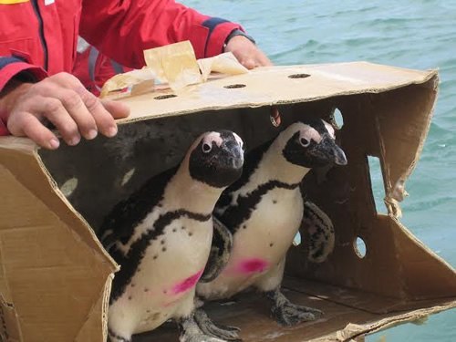 志愿者SANCCOB拯救非洲企鹅