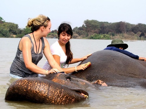 志愿者们洗澡的大象在泰国素林项目