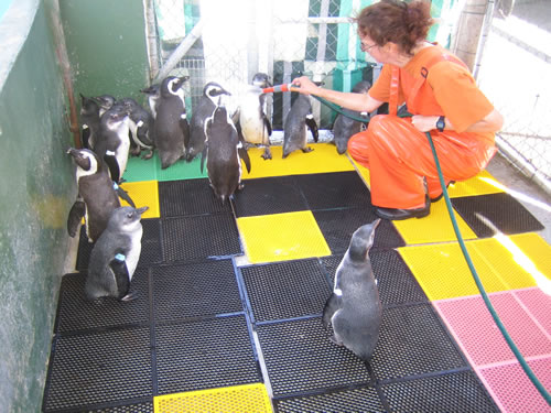 自愿为企鹅清洗，为它们回归大自然做准备