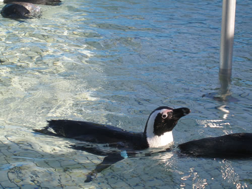 单一的企鹅游泳