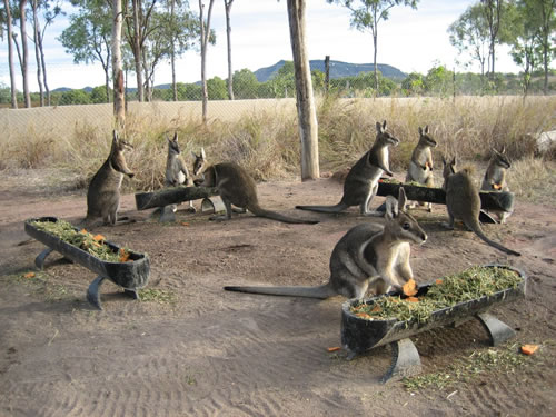 志愿者和小袋鼠在澳大利亚