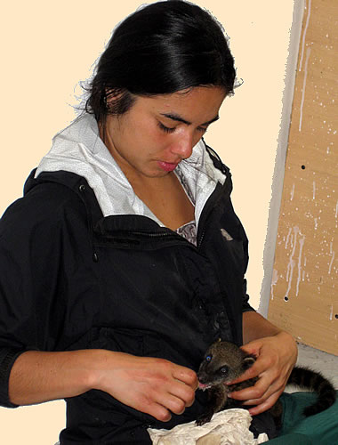 志愿者智利veteranarian提要一个婴儿长鼻浣熊在厄瓜多尔