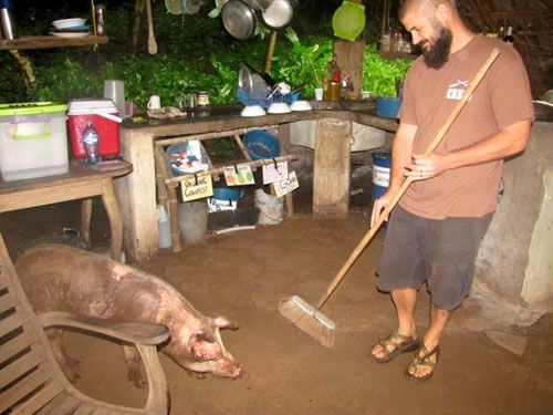在志愿者工作时在厨房里与猪打交道