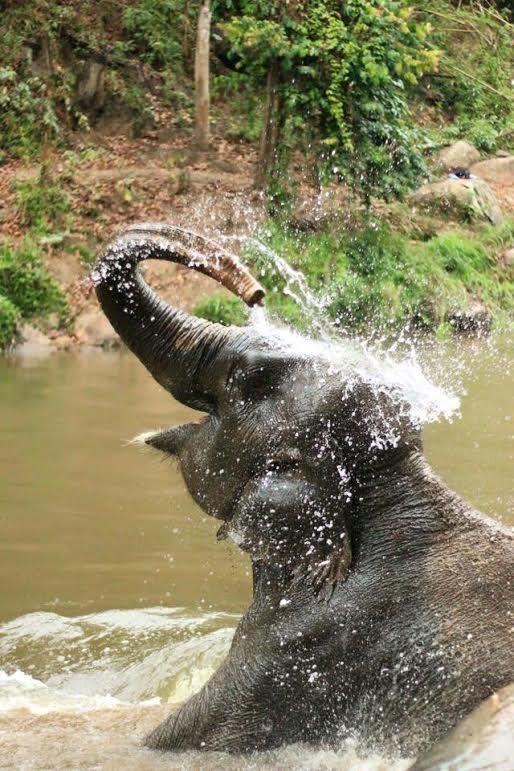 一头正在洗澡的大象在河里嬉戏