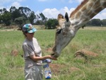 志愿者照顾长颈鹿