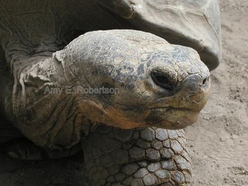 加拉帕戈斯的自愿旅馆拯救了乌龟