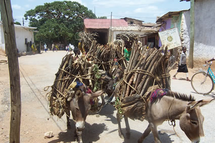 埃塞俄比亚的街道上有驴子。