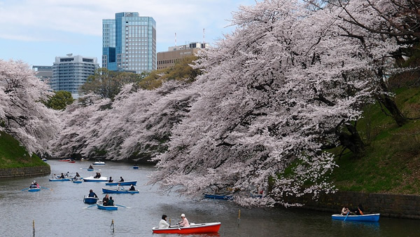 日本东京的春天