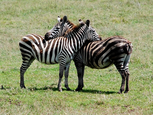 坦桑尼亚的斑马-冒险旅行
