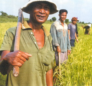 柬埔寨的稻农