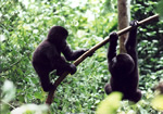 大猩猩在乌干达