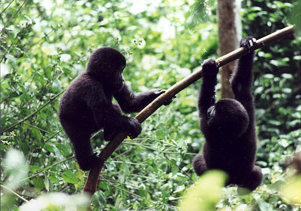 大猩猩在乌干达玩耍＂width=