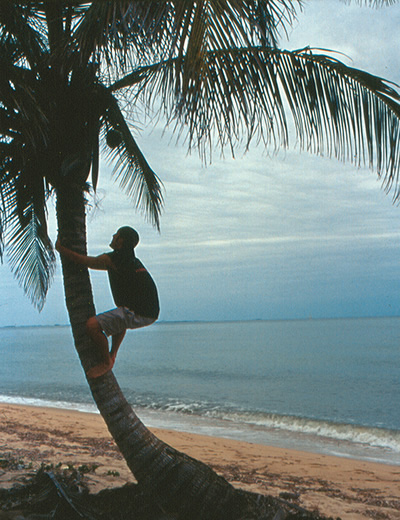 作者爬椰子树