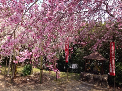 日本的春季樱花