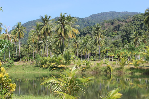 泰国热带雨林