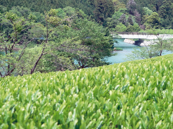 日本的农田和小溪