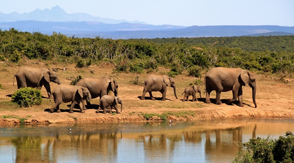 非洲的一群野生大象