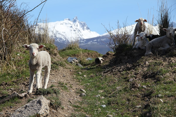 巴塔哥尼亚徒步小径上的羊群