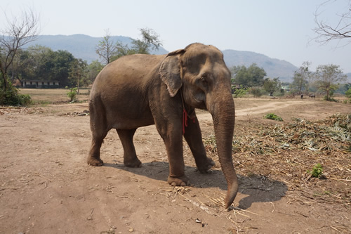 志愿去泰国拯救大象